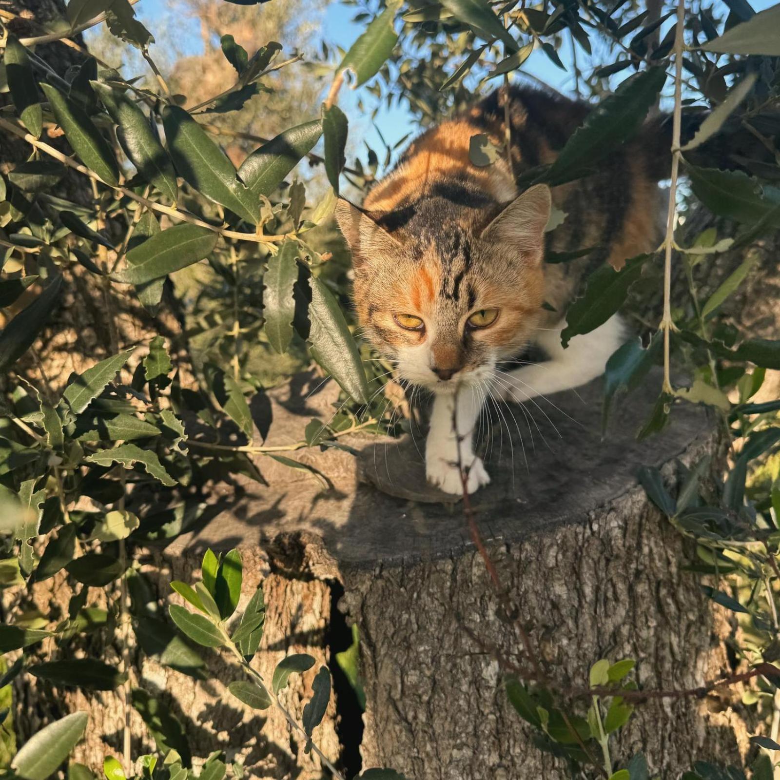 Tenuta Calitre Melendugno Exteriér fotografie